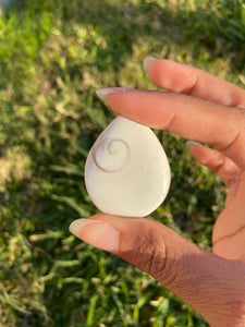 Shiva Eye Shell